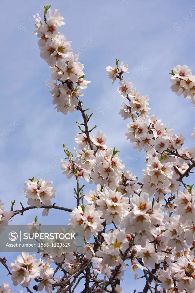 Blossom almond. Prunus dulcis, syn. Prunus amygdalus Batsch., Amygdalus communis L., Amygdalus dulcis Mill. Photo take in Porrera, Priorat, Tarragona,...