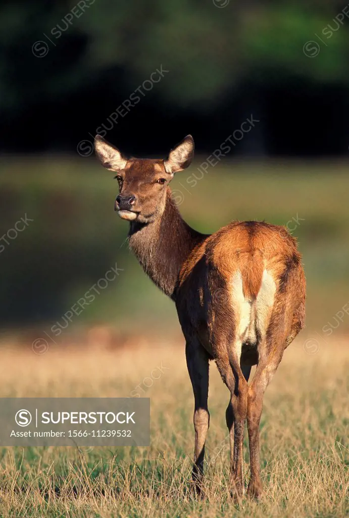 Red Deer, cervus elaphus, female.