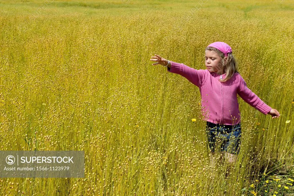 little girl in a flax field around Etretat, Cote d´Albatre, Pays de Caux, Seine-Maritime department, Upper Normandy region, France, Europe