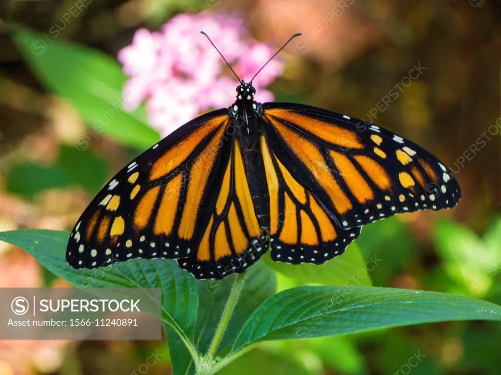 Monarch Butterfly (Danaus plexippus).