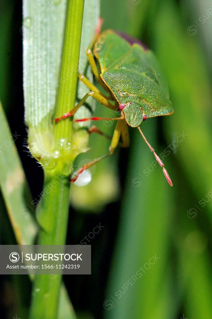 Green bug in the grass. Palomena prasina.
