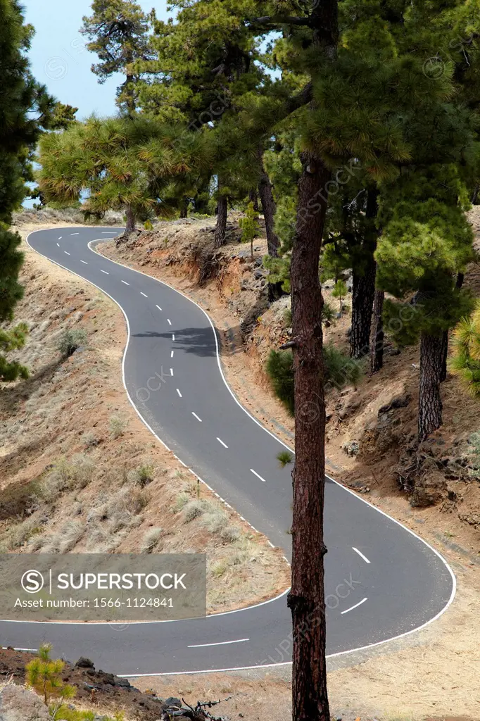 Pinus canariensis, Curves road rise to Caldera de Taburiente National Park, La Palma, Canary Islands, Spain.