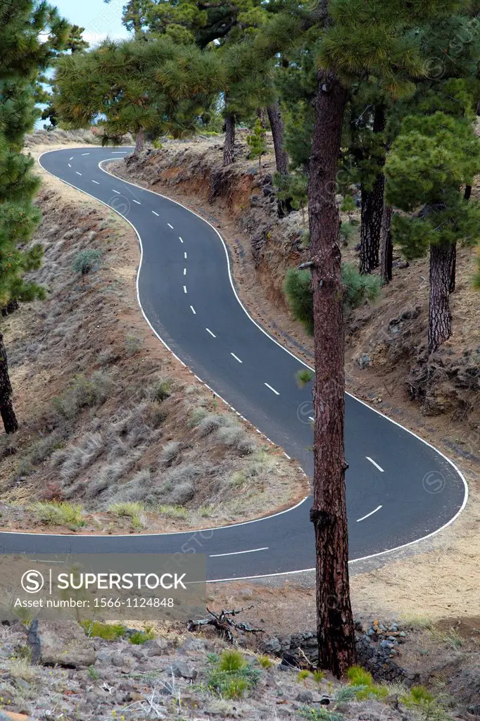 Pinus canariensis, Curves road rise to Caldera de Taburiente National Park, La Palma, Canary Islands, Spain.
