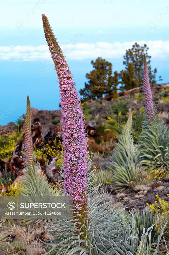 Echium wildpretii, Tajinaste, Caldera de Taburiente National Park, La Palma, Canary Islands, Spain.