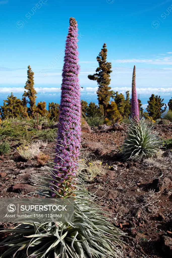 Echium wildpretii, Tajinaste, Caldera de Taburiente National Park, La Palma, Canary Islands, Spain.