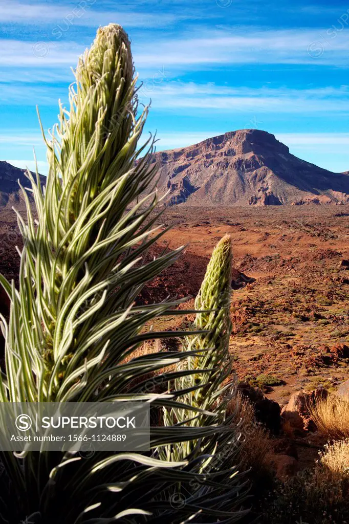 Echium wildpretii, Tajinaste rojo, Las Cañadas, El Teide National Park, Tenerife, Canary Island, Spain.