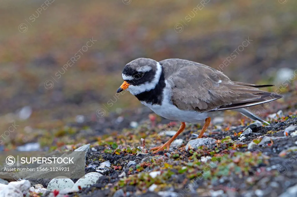 Norway , Spitzbergern , Svalbard , Ny-Alesund , Common Ringed Plover or Ringed Plover Charadrius hiaticula , near the nest
