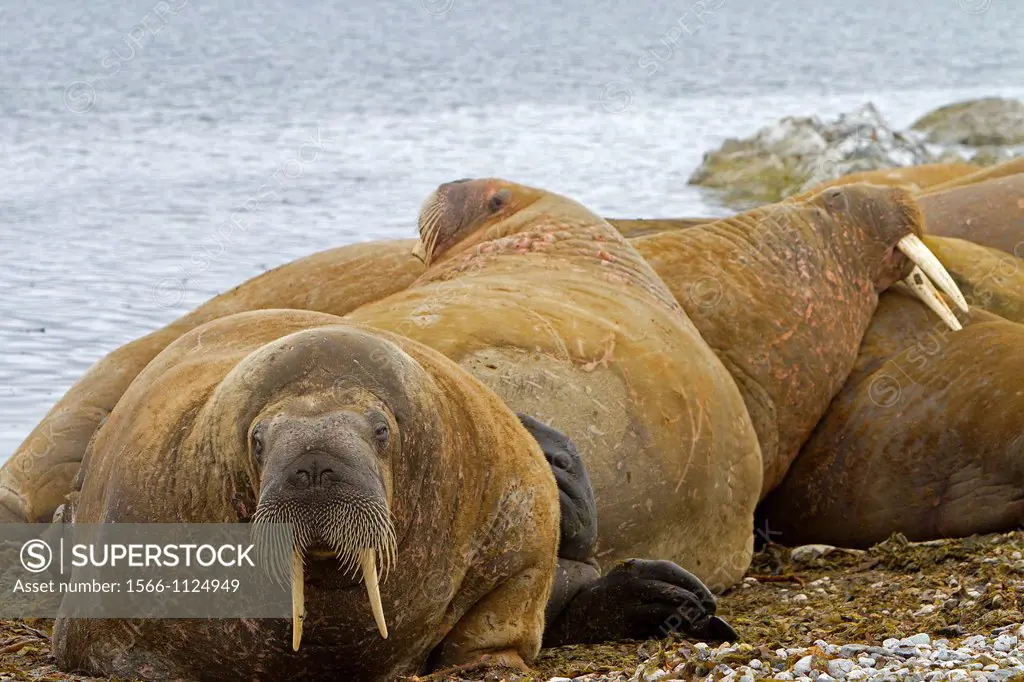 Norway, Svalbard , Walrus Odobenus rosmarus resting in beach colony