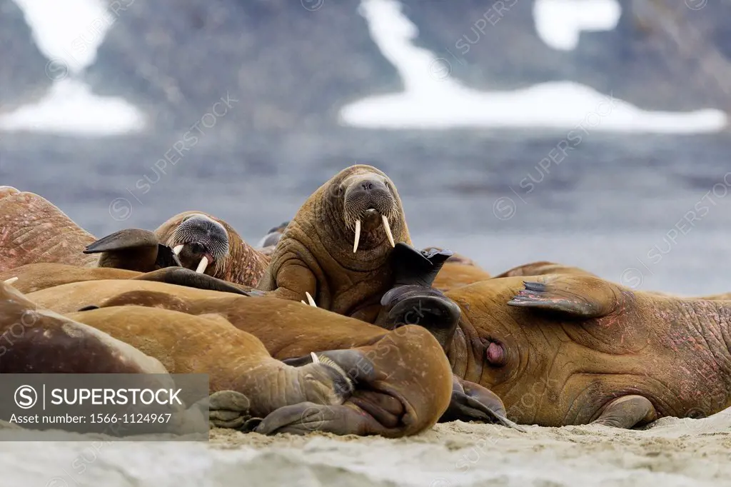 Norway, Svalbard , Walrus Odobenus rosmarus resting in beach colony