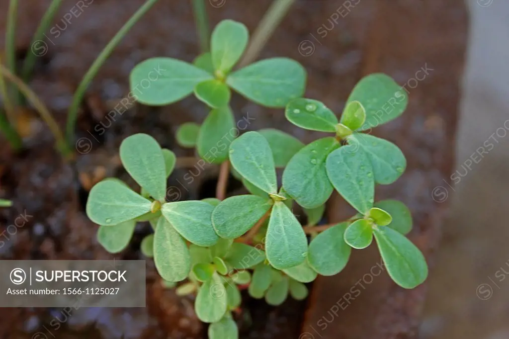 Common Purslane Portulaca oleracea