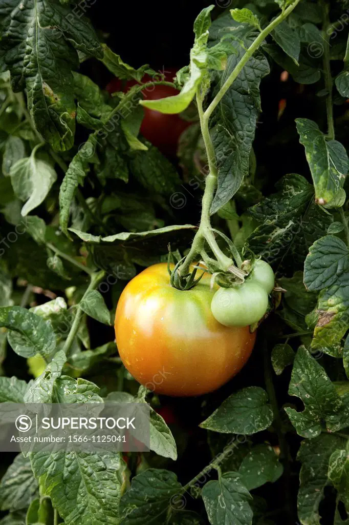 tomato plant with three red and green tomatoes Solanum lycopersicum