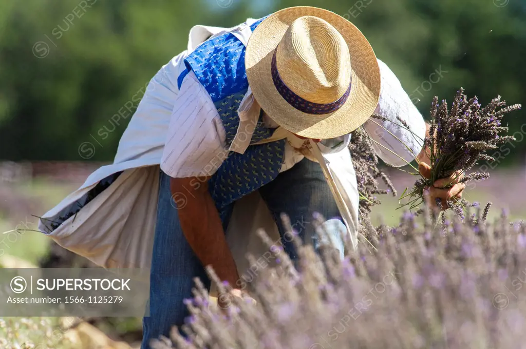 Europe, France, Vaucluse, Pays de Sault  Lavender festival  Picking