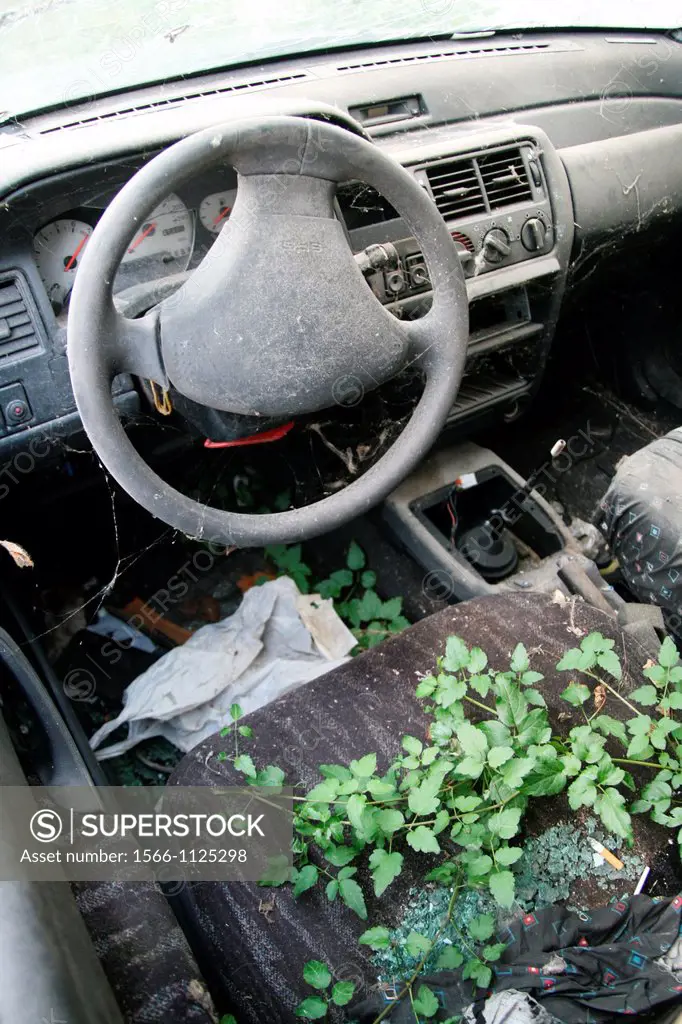 plant growing in abandoned car