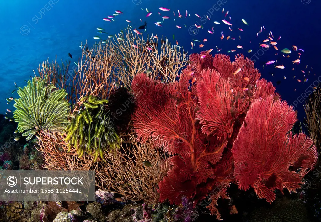 Reef Scene Solomon Islands.