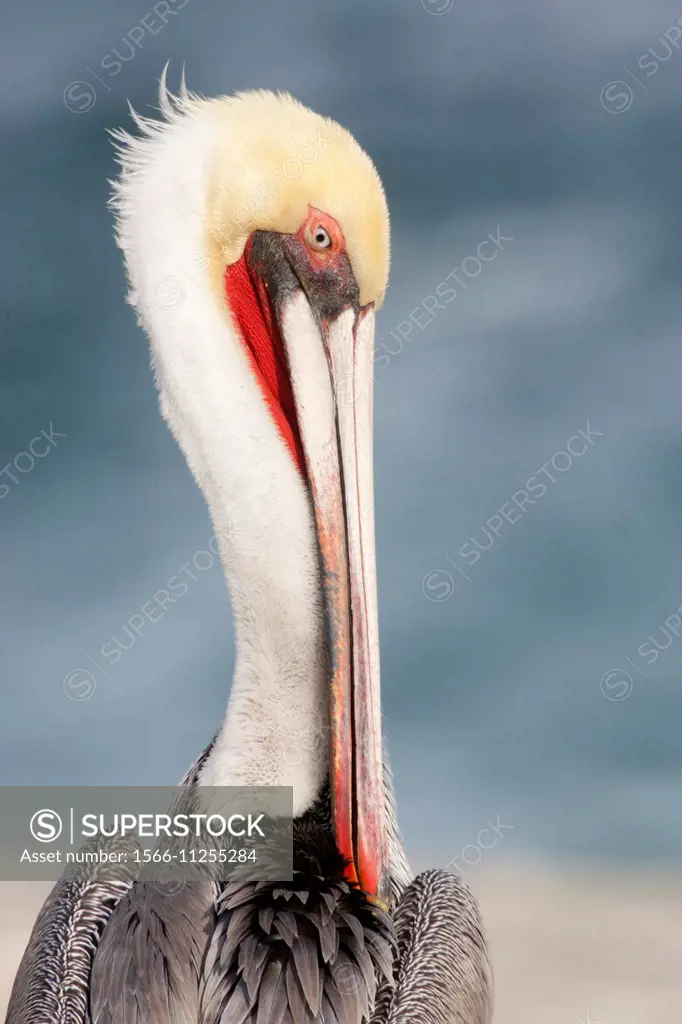 Brown Pelican in full breeding colors-closeup.(Pelecanus occidentalis).La Jolla, California.