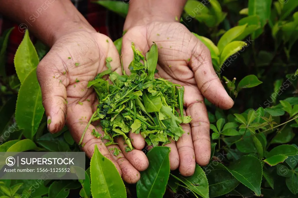 Woman´s hands holding crushed tea leaves, freshly picked from bushes in a tea plantation, Sri Lanka