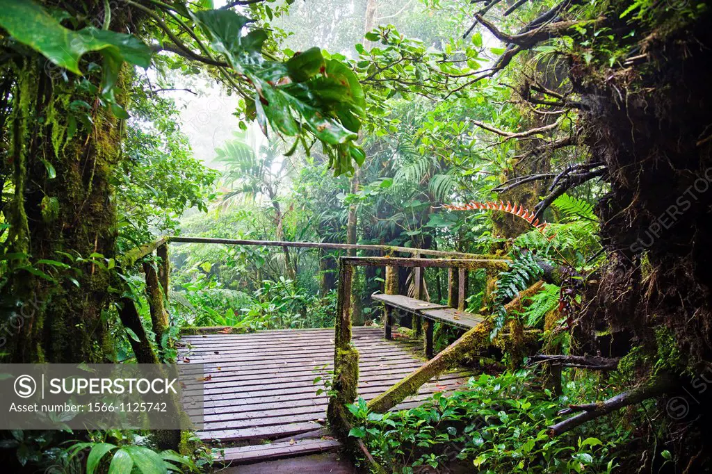 Monteverde Cloud Forest Reserve, Reserva Santa Elena, Costa Rica.
