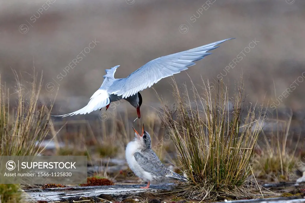 Norway, Svalbard, Spitsbergen Island, Arctic Tern Sterna paradisaea , one adult is feeding a young one