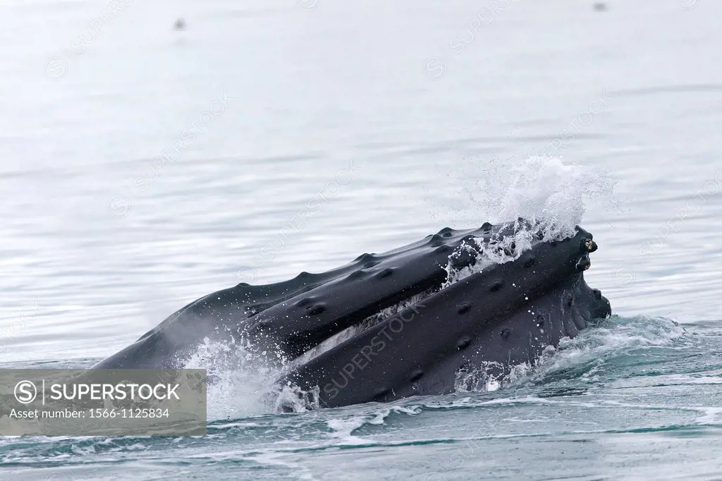 Norway, Svalbard, Spitsbergen, Nordaustlandet , Humpback whale  Megaptera novaeangliae , Mouth open with lateral lunge  ,surface feeding , expandable ...