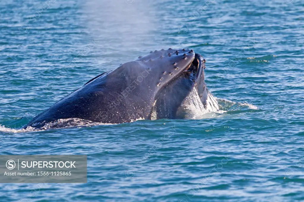 Norway, Svalbard, Spitsbergen, Nordaustlandet , Humpback whale  Megaptera novaeangliae , Mouth open with lateral lunge  ,surface feeding , expandable ...