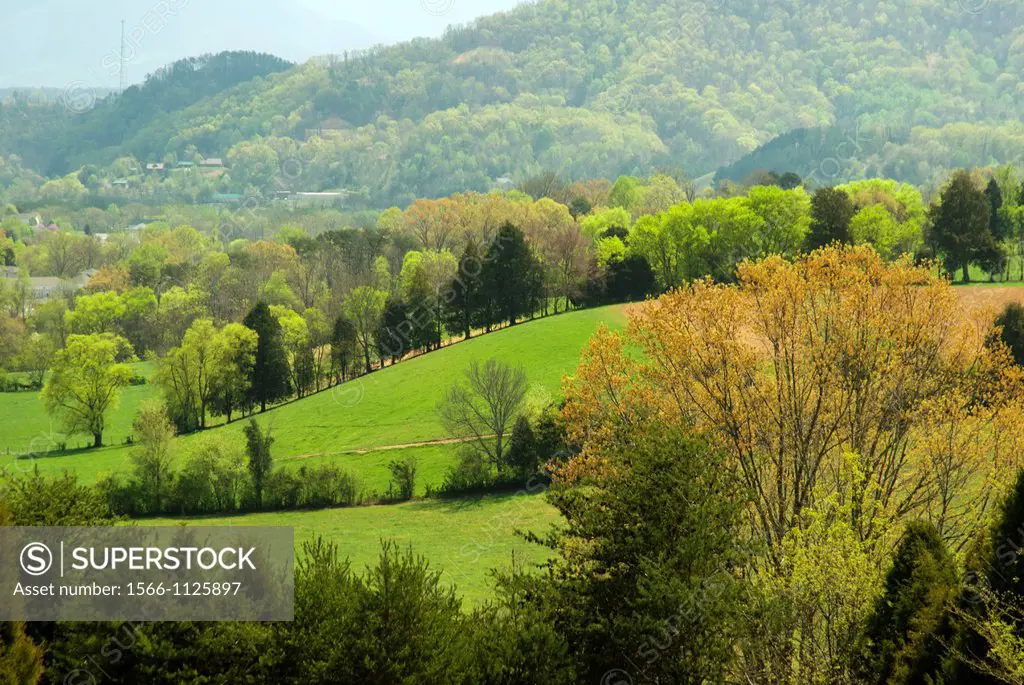 Spring, Green Landscape & Buds, East Tennessee