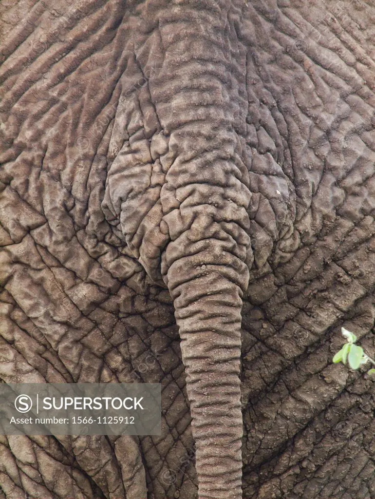 Close up of the backside of an african elephant Loxodonta africana in the Tarangire National Park  Tanzania.