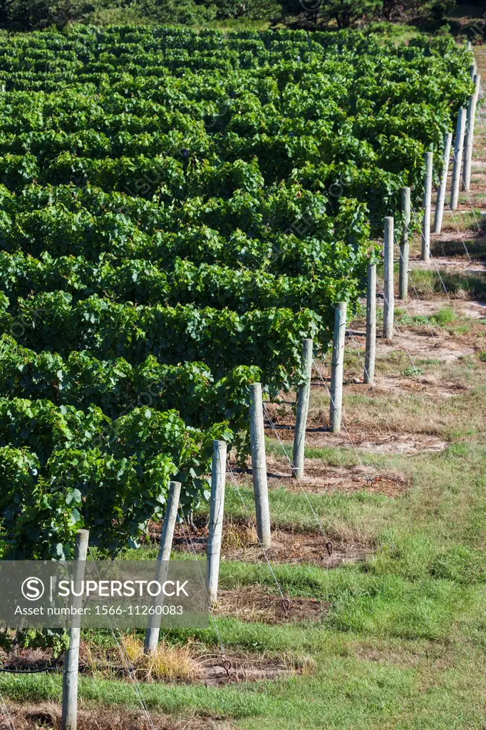 USA, Massachusetts, Cape Cod, Truro, Truro Vineyards winery, vineyards.