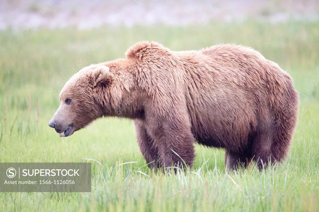 Male grizzly brown bear - Ursus arctos -, Lake Clark National Park, Alaska, U S A