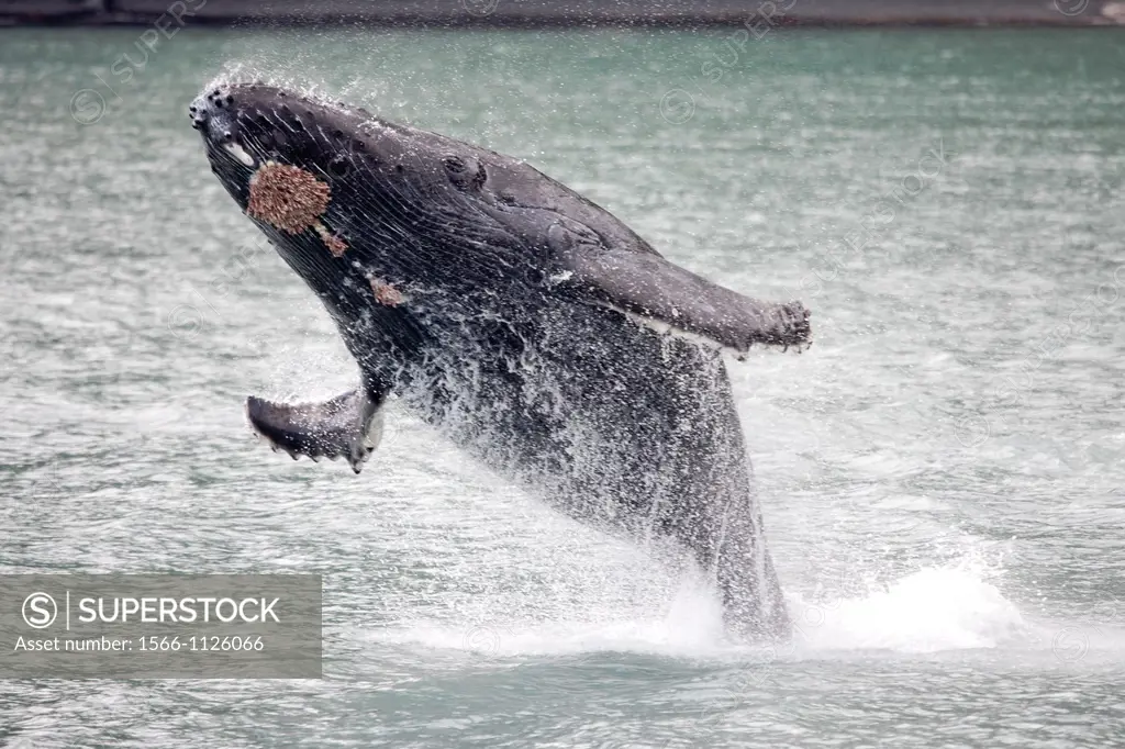 Humpback whale - Megaptera novaeangliae -, Kenai Fjords National Park, Alaska, U S A
