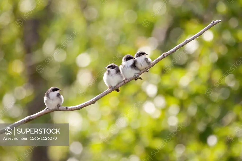 Tree Swallow - Tachycineta bicolor -, Potter Marsh, Anchorage coastal wildlife refuge, Anchorage, Alaska, U S A