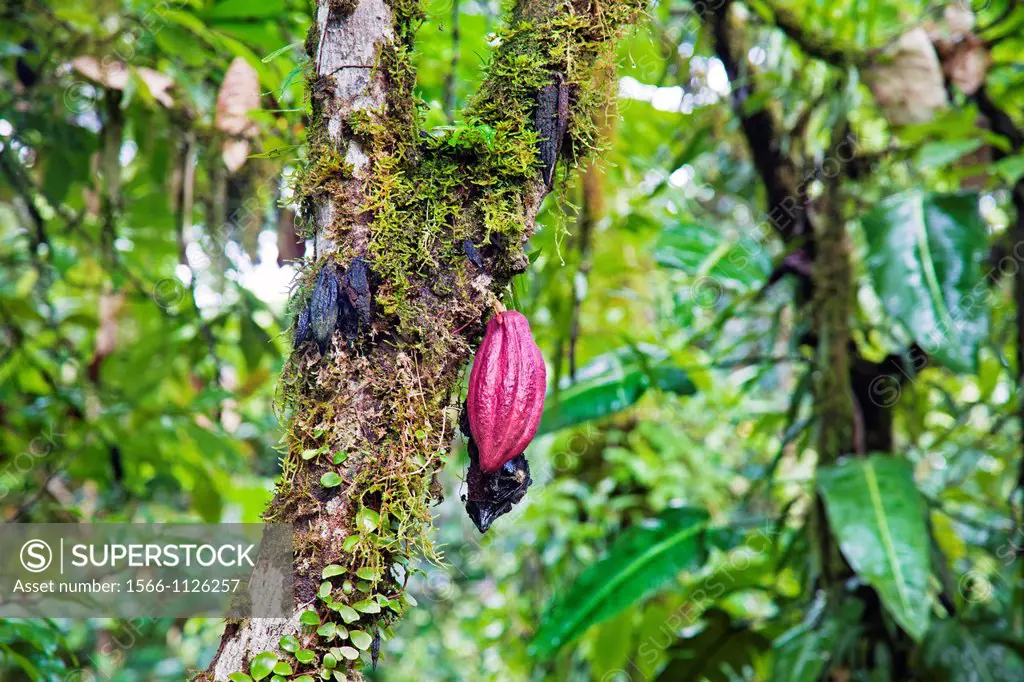 Cacao tree, Corcovado National Park, Osa Peninsula, Costa Rica.