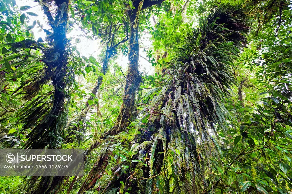 Monteverde Cloud Forest Reserve, Santa Elena, Costa Rica.