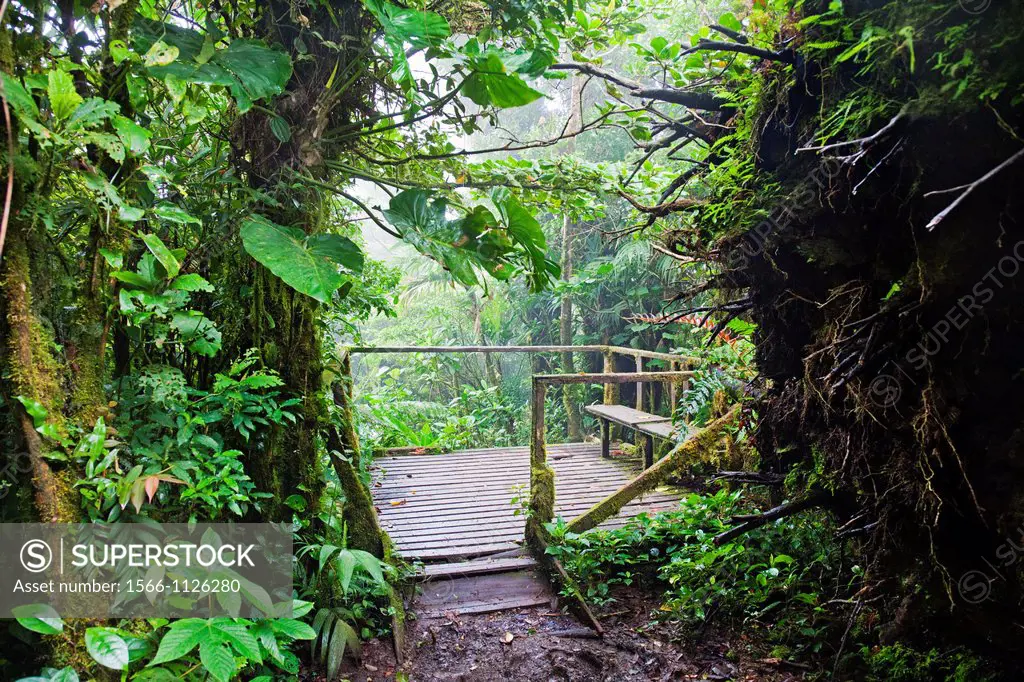 Monteverde Cloud Forest Reserve, Reserva Santa Elena, Costa Rica.