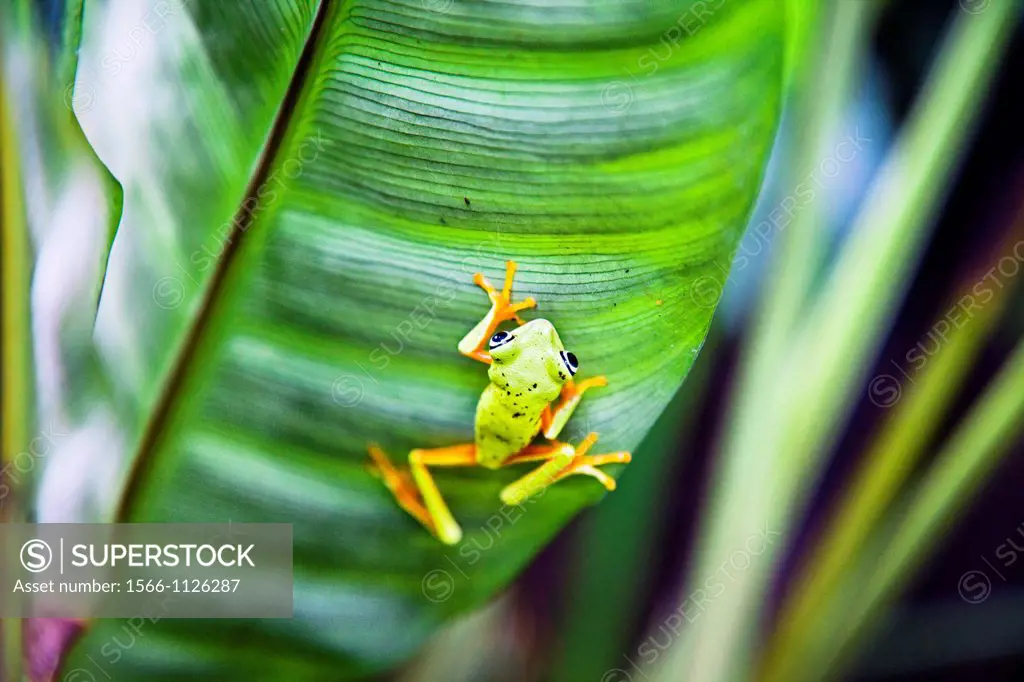 Frogs  Tortuguero National park, Limon province, Costa Rica.