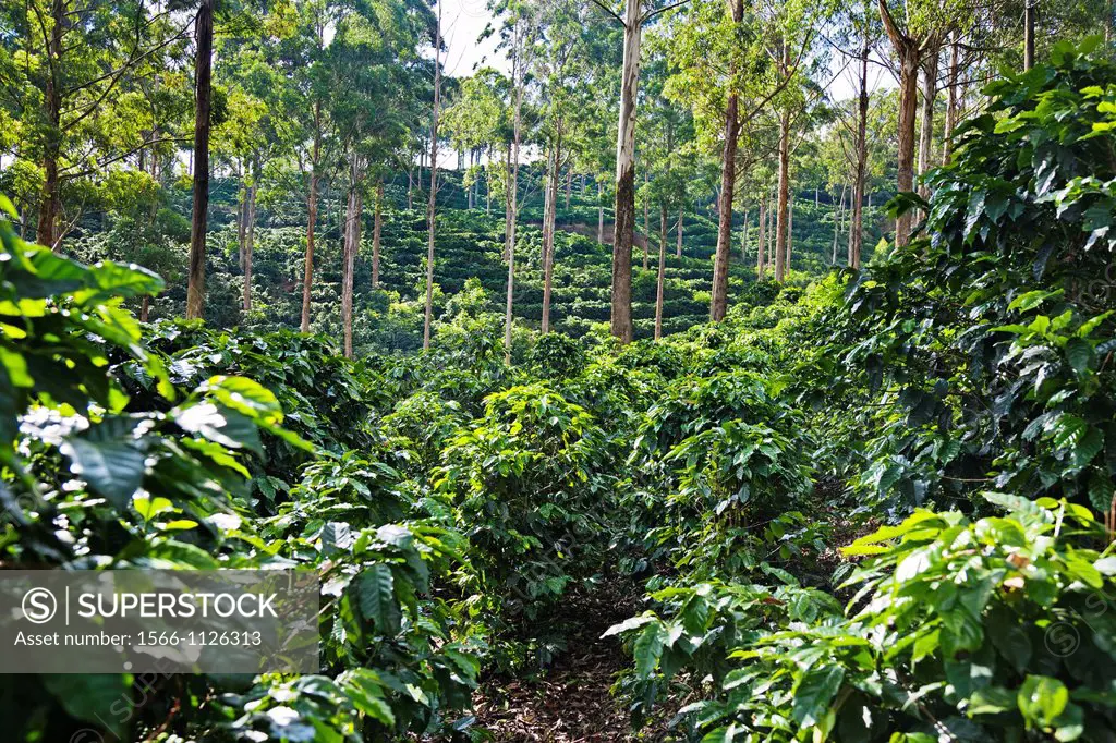 Coffee plantation near Turrialba and Cartago, Costa Rica.