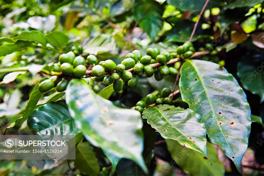 Coffee plantation near Turrialba and Cartago, Costa Rica.