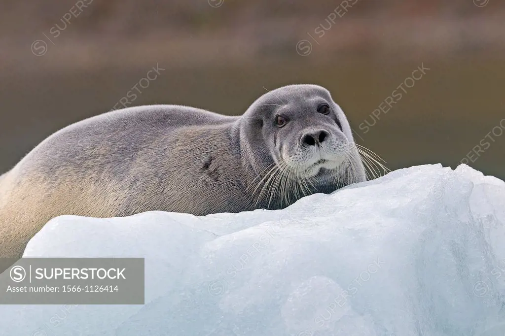 Norway , Spitzbergern , Svalbard , bearded seal Erignathus barbatus , on a piece of ice