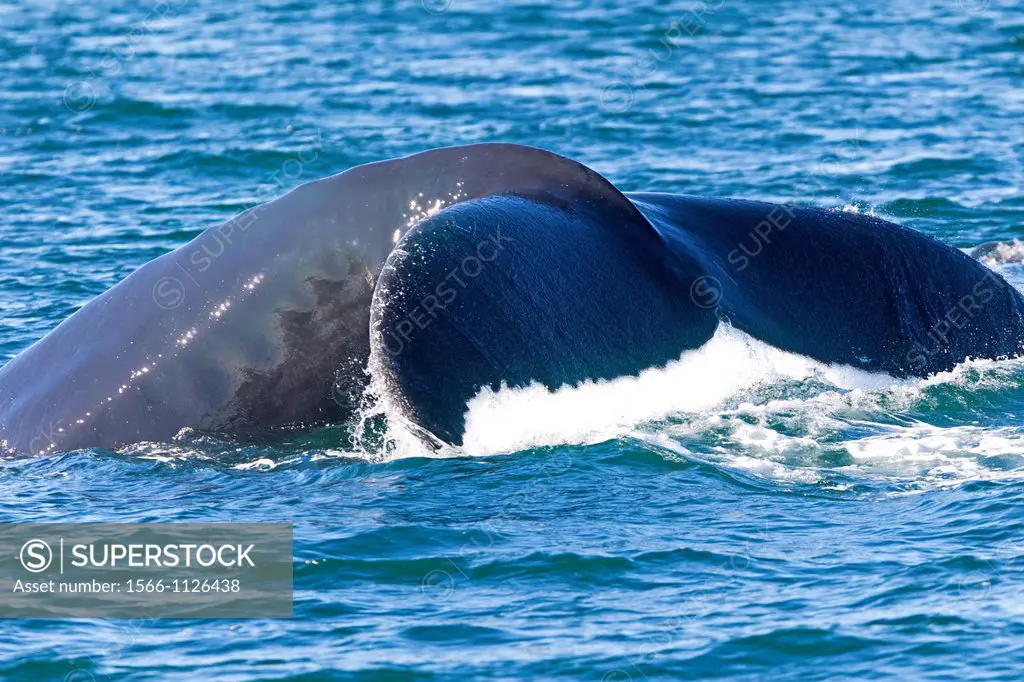 Norway, Svalbard, Spitsbergen, Nordaustlandet , Humpback whale  Megaptera novaeangliae  , Tail , with Black-legged Kittiwake