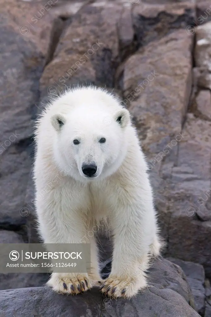 Norway , Spitzbergern , Svalbard , Polar Bear  Ursus maritimus  on the ground