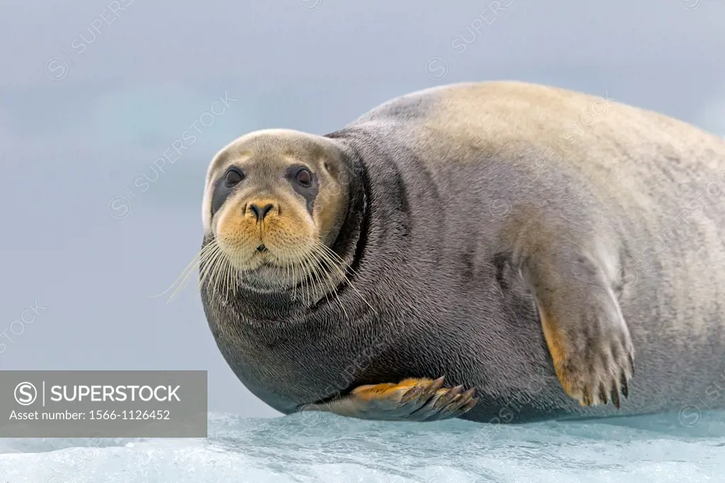Norway , Spitzbergern , Svalbard , Bearded seal Erignathus barbatus , on a piece of ice