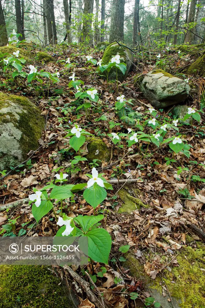 Spring, Wildflowers, Motor Nature Trail, Great Smoky Mtns NP, TN
