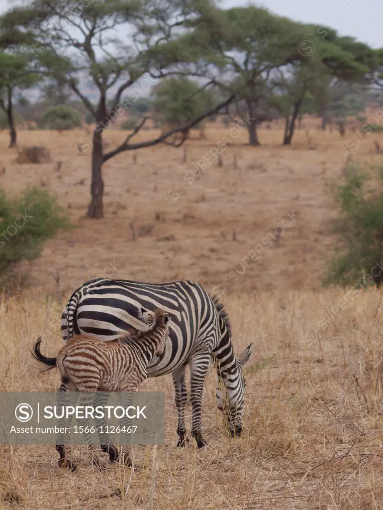 Baby Burchell´s Zebra or Plains Zebra Equus burchellii with his mother Tarangire National Park Tanzania.