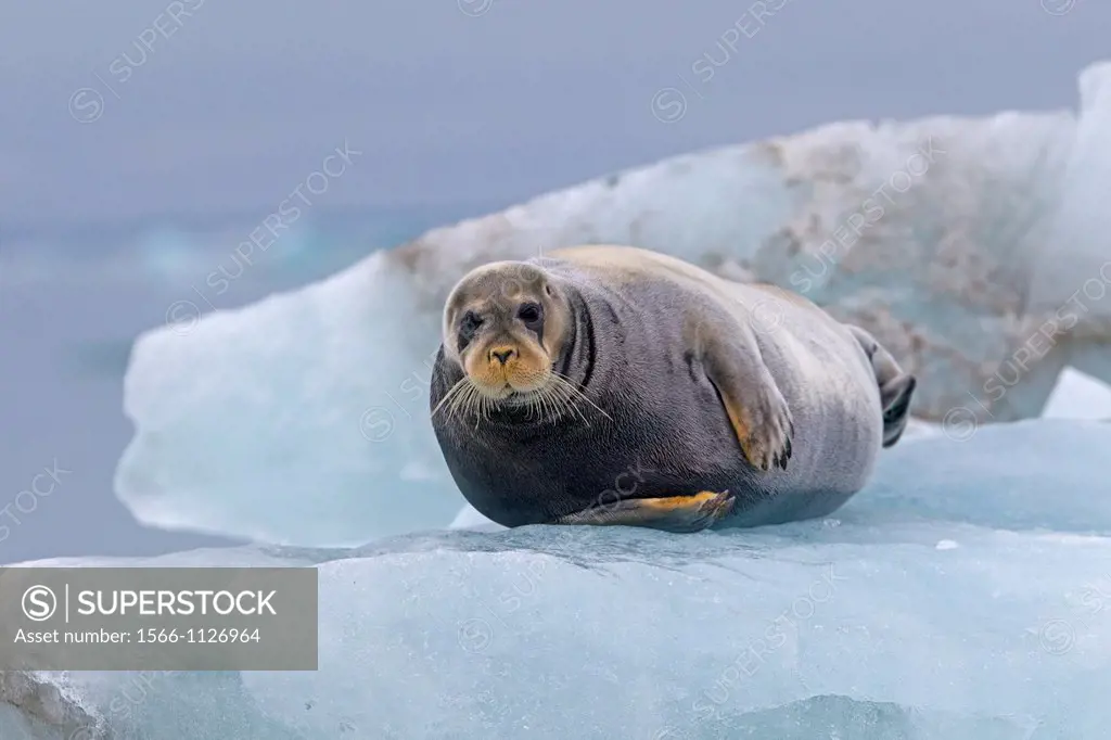 Norway , Spitzbergern , Svalbard , Bearded seal Erignathus barbatus , on a piece of ice