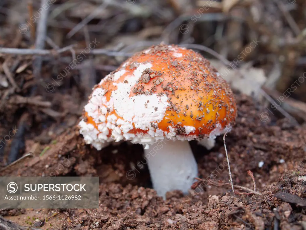 Toxic mushroom (Amanita muscaria), Aracena, Huelva province, Andalusia, Spain