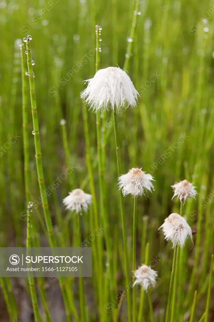 White-cotton grass, Kenai Peninsula, Alaska, U S A