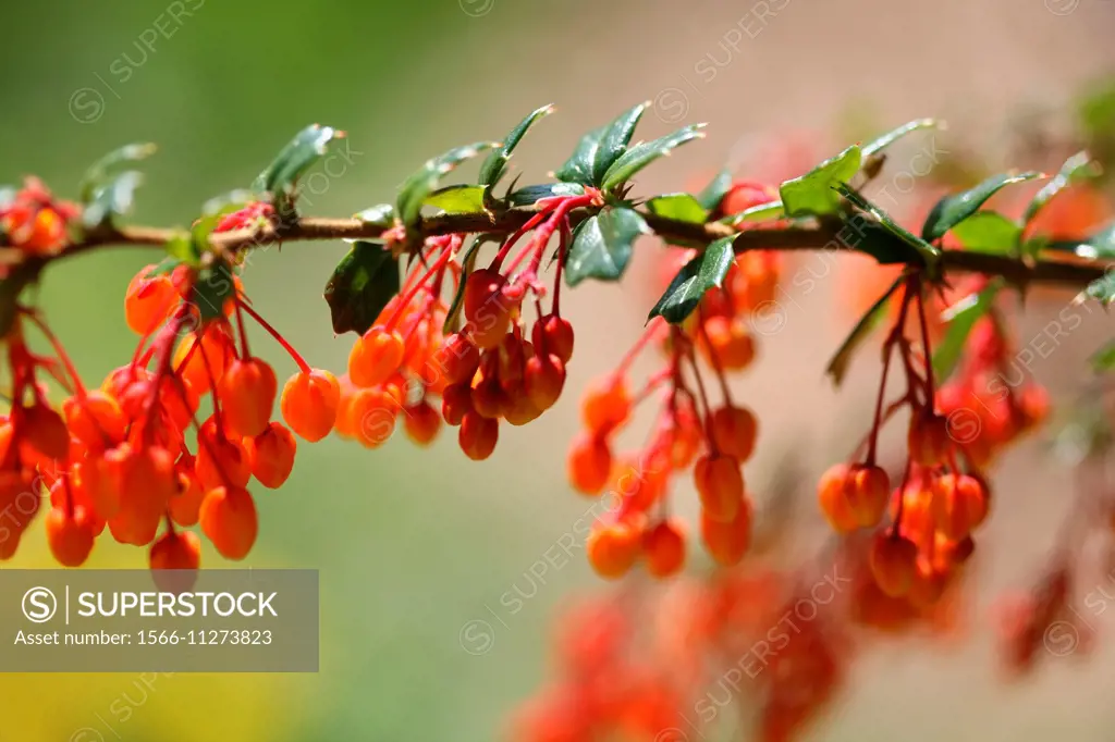 orange berberis in Spring bud.