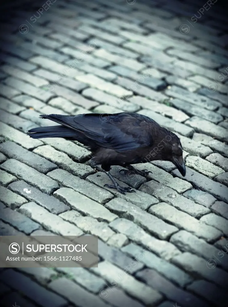 Common Raven Corvus corax, Delft, The Netherlands