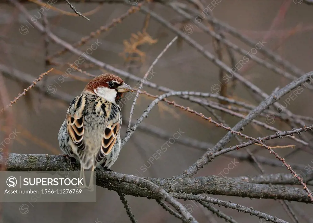Spanish Sparrow Passer hispaniolensis, Greece