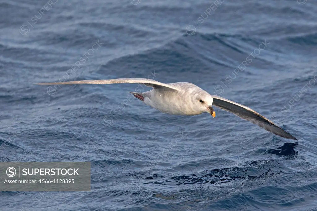 Norway , Spitzbergern , Svalbard , Northern Fulmar or Arctic Fulmar Fulmarus glacialis  in flight