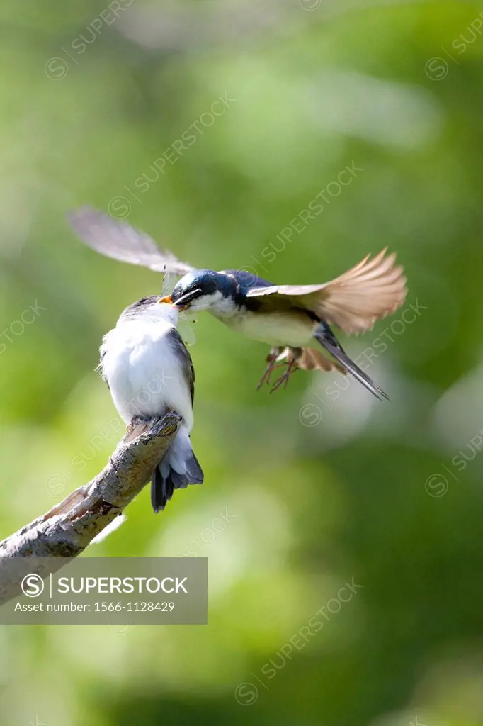 Tree Swallow - Tachycineta bicolor -, Potter Marsh, Anchorage coastal wildlife refuge, Anchorage, Alaska, U S A